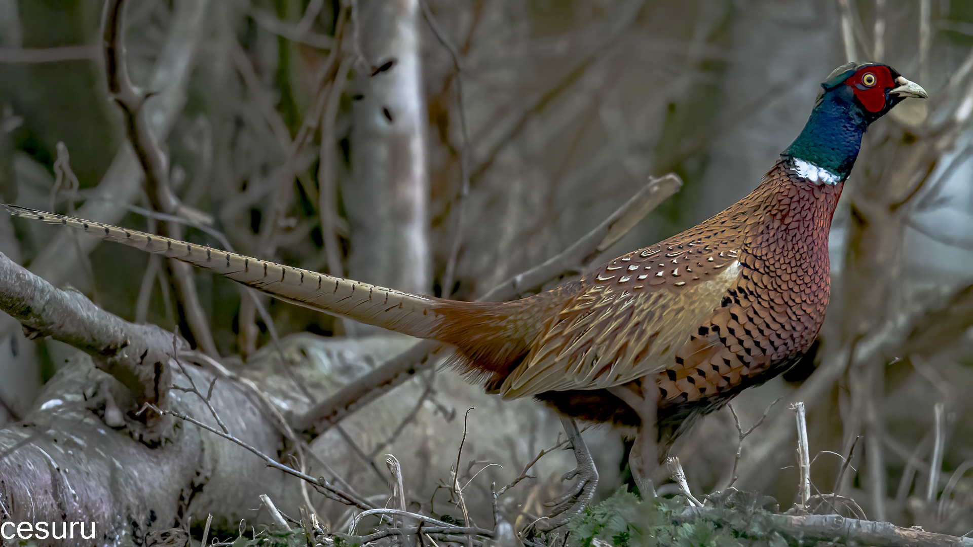 Ring-necked Pheasant